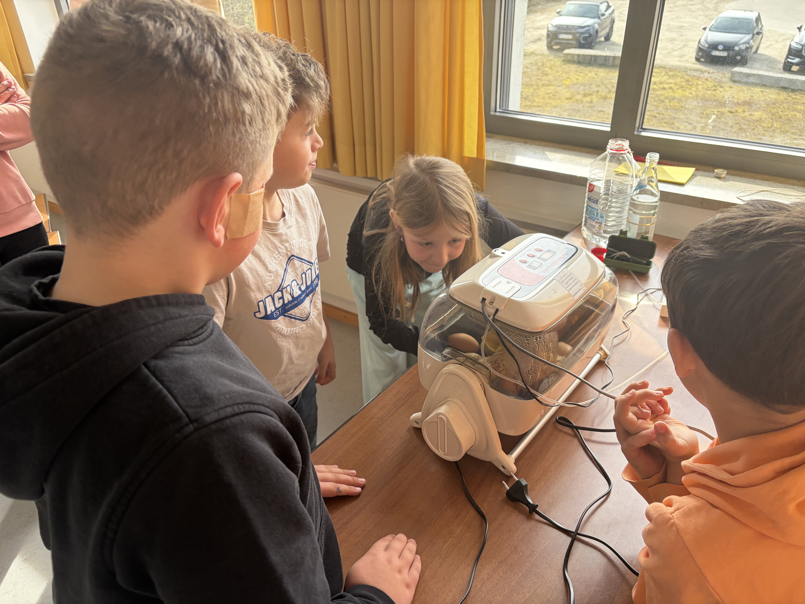 Küken schlüpfen kurz vor Ostern